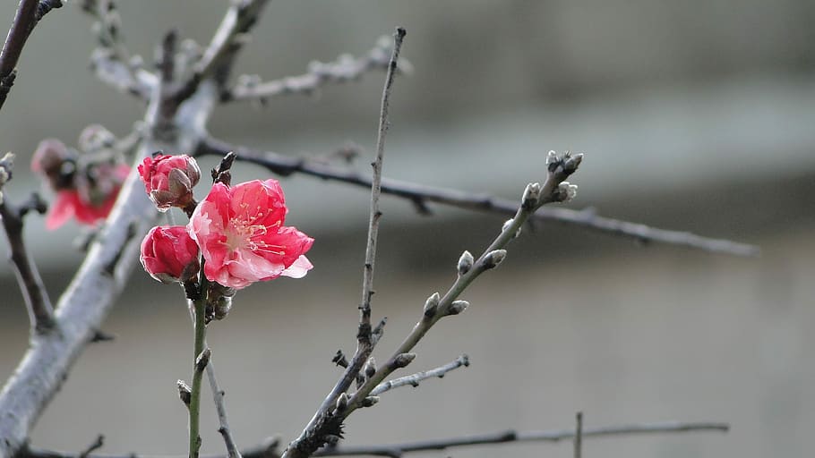 Flower, Peach Blossom, Spring, spring dance, plant, focus on foreground, HD wallpaper