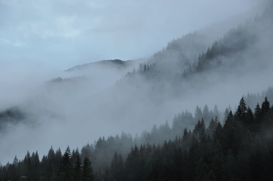 forest covered in fog, clouds, mountains, nature, landscape HD wallpaper