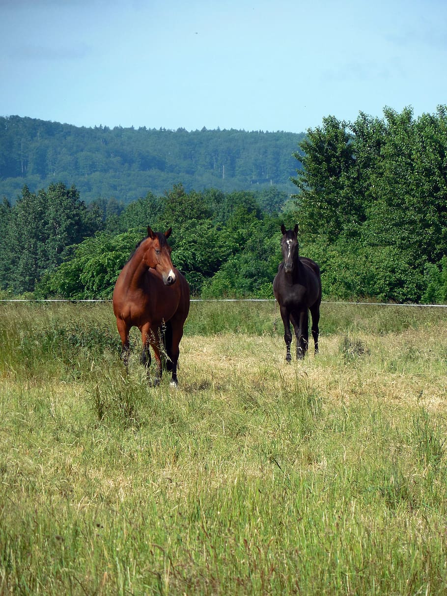 horses, paddock, coupling, pasture, mane, graze, horse head HD wallpaper