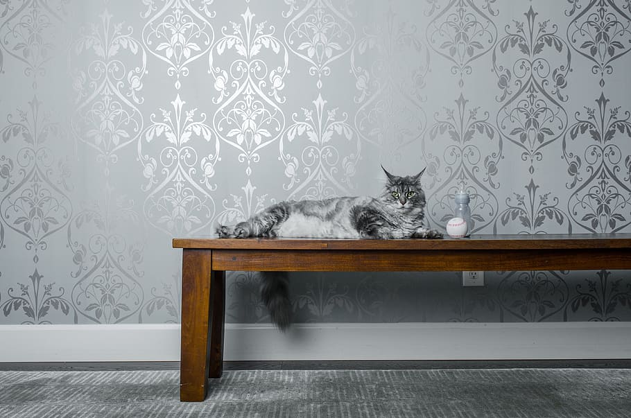 cat, animal, kitten, table, eyes, whiskers, chill, relax, wall HD wallpaper