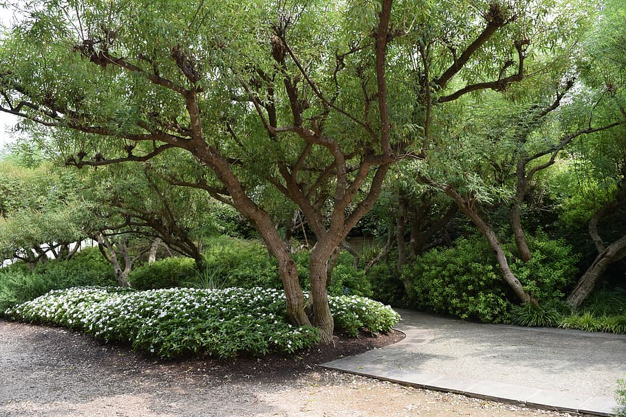 garden, tree, spring, tree branches, landscape, outdoor, garden design HD wallpaper