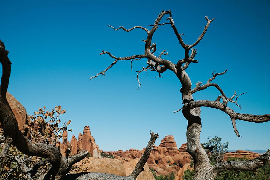 leafless tree near rock formation, brown bare tree near brown rock formation mountains HD wallpaper