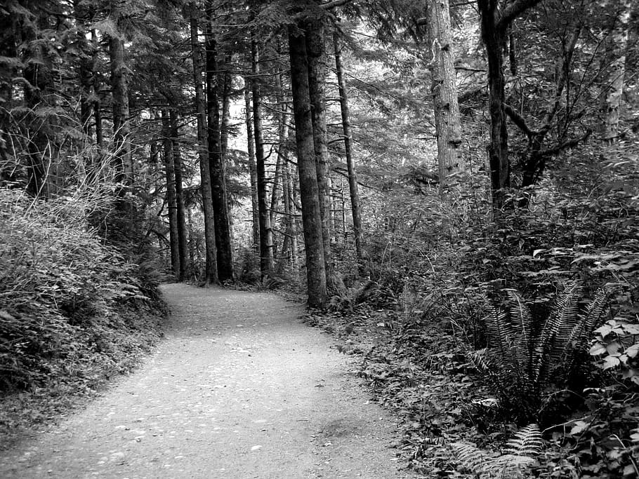 path, woods, black and white, tree, dark, foliage, outdoors HD wallpaper
