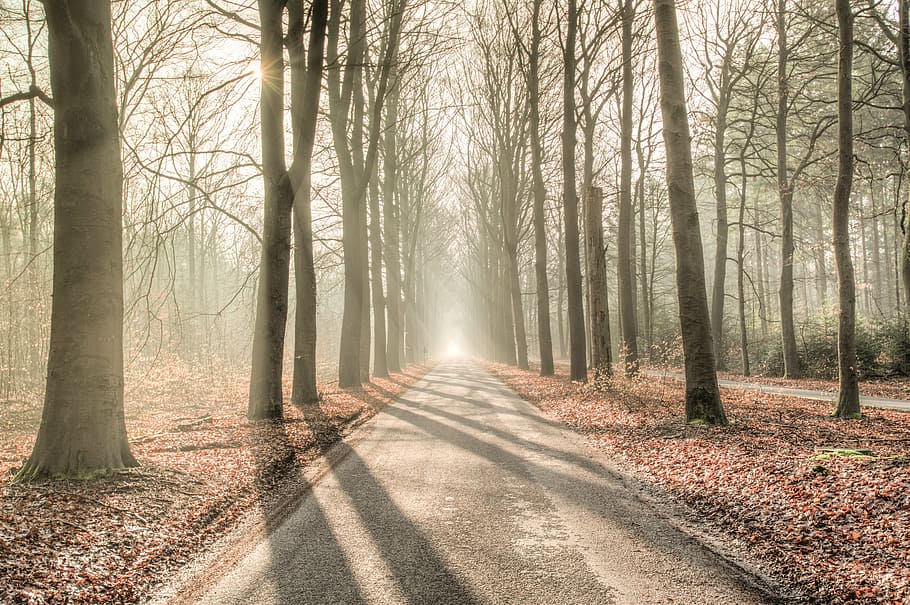 gray road surrounded by trees, forest, sun, shadow, green, yellow