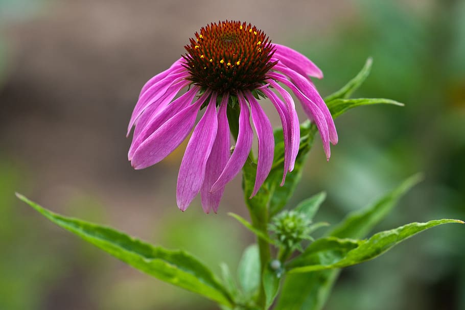 flower, echinacea, sun hat, red, macro, flowering plant, beauty in nature HD wallpaper