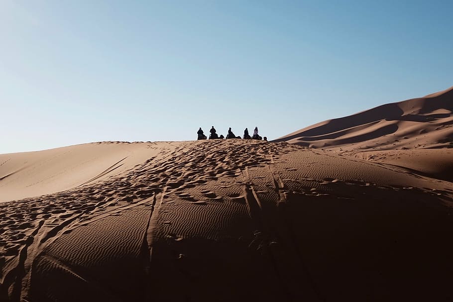 camels, desert landscape, animal, arabian, sky, sand, scenics - nature