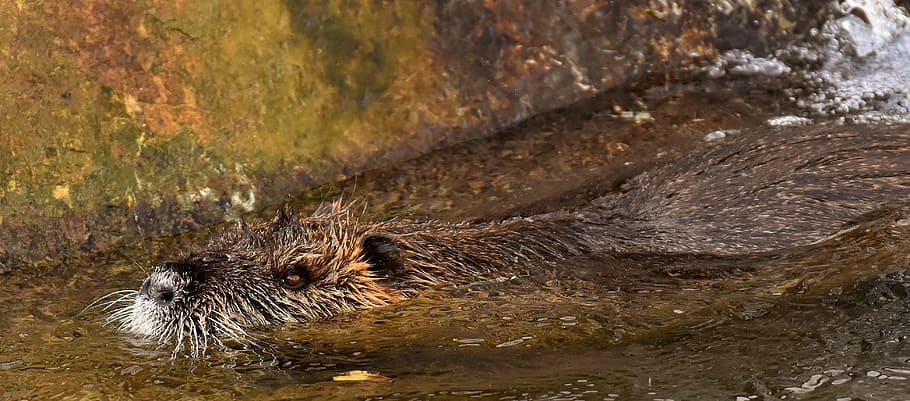 nutria, water rat, splashing, animal world, nature, fur, rodent HD wallpaper