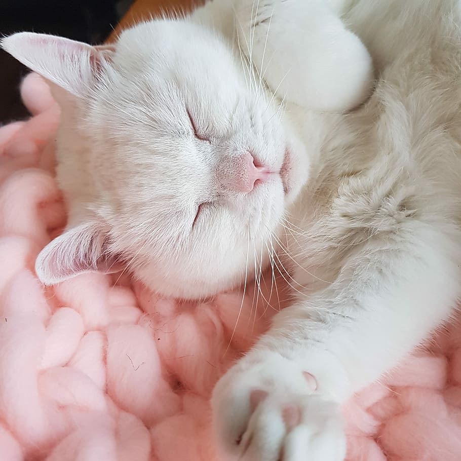 white cat lying down on pink styrofoam peanuts, cute, fluffy, HD wallpaper
