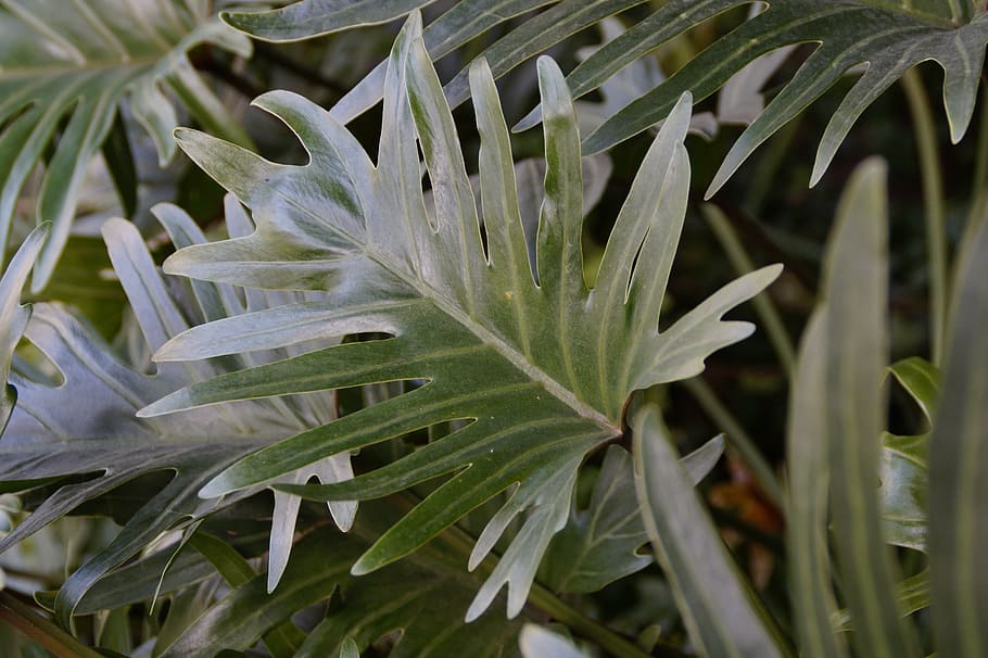 philodendron, large leaves, leaf, green, tree philodendron HD wallpaper