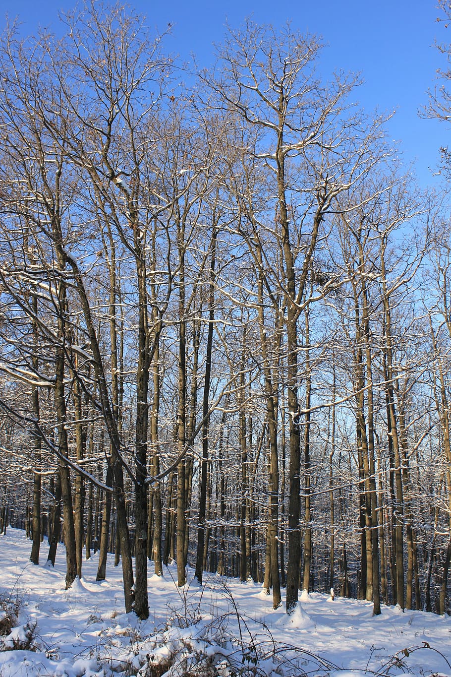 blue, cold, forest, sky, snowy, trees, white, nature, winter HD wallpaper