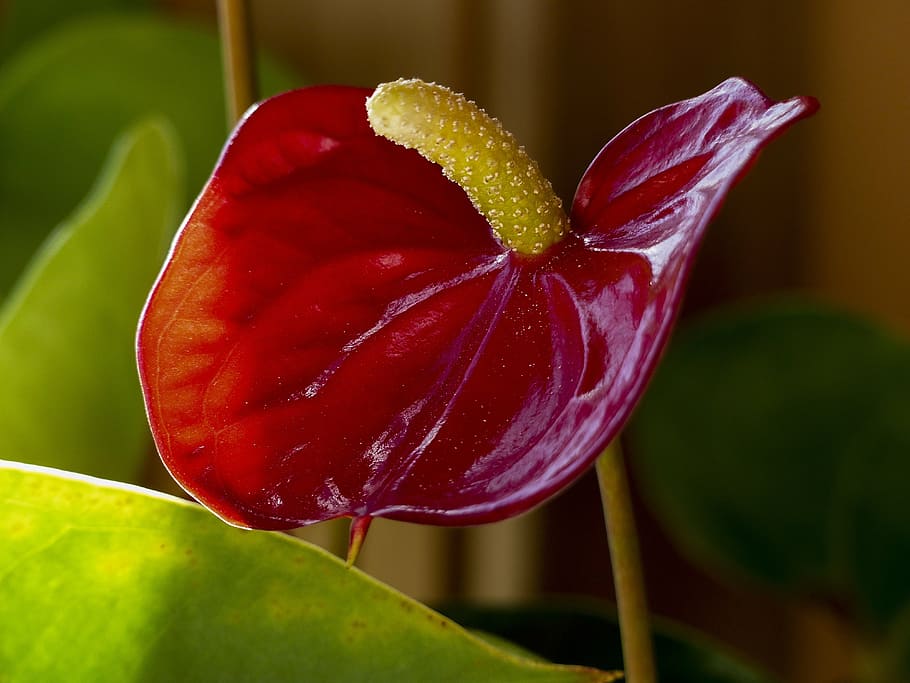 red, calla, flower, macro, indoor, plant, nature, close-up HD wallpaper