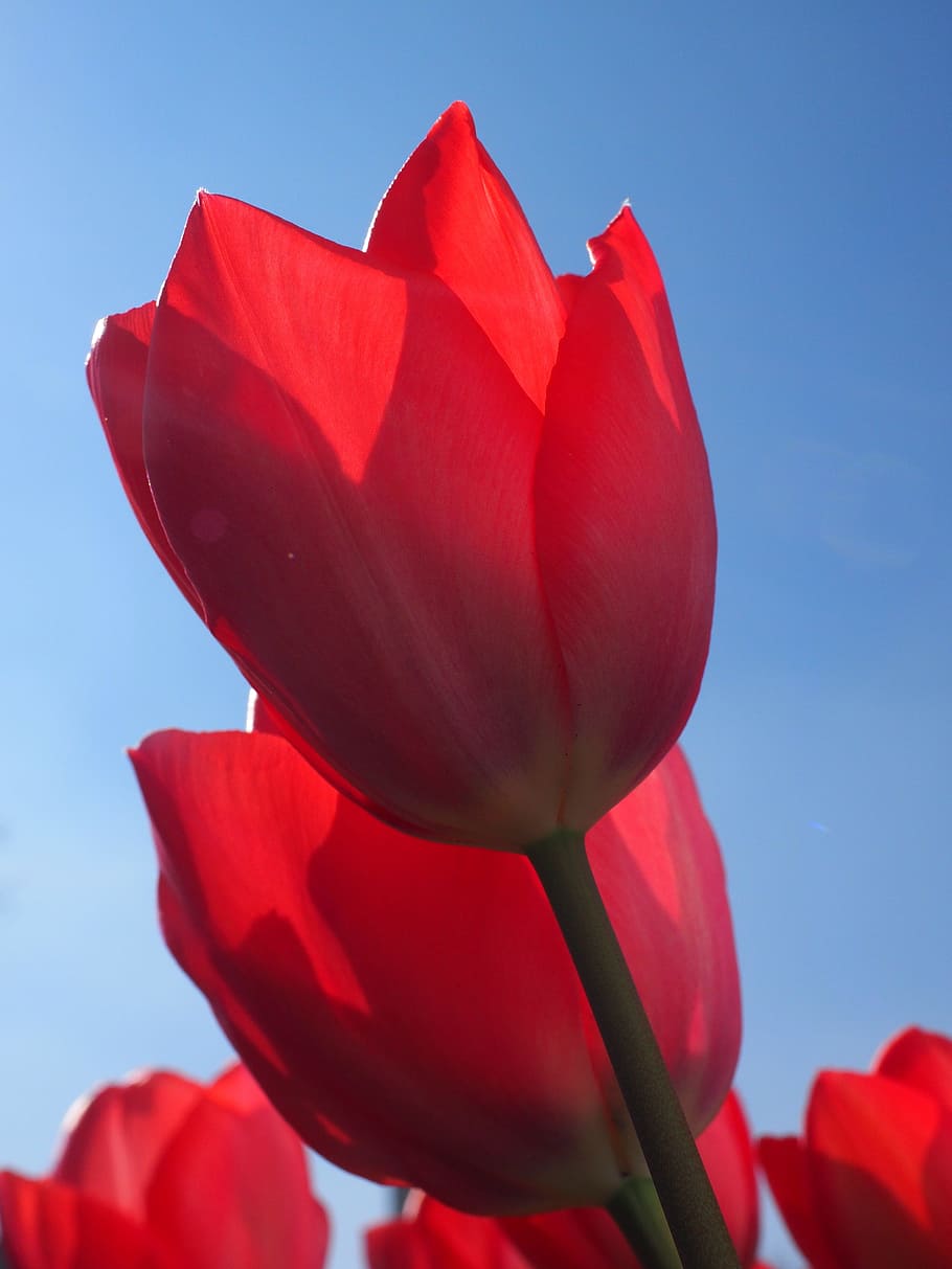 tulips, red, flowers, spring, close, colorful, tulipa, lily HD wallpaper