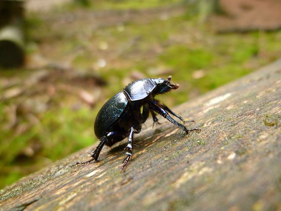 Insect, Dung Beetle, Forest, aphid, one animal, animal themes HD wallpaper