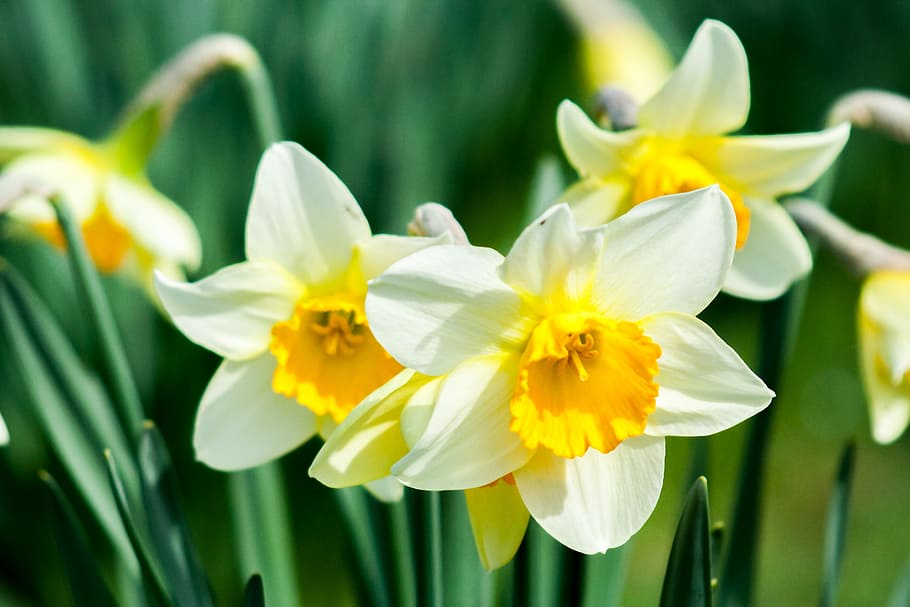 closeup photo of white-and-yellow petaled flowers, daffodil HD wallpaper