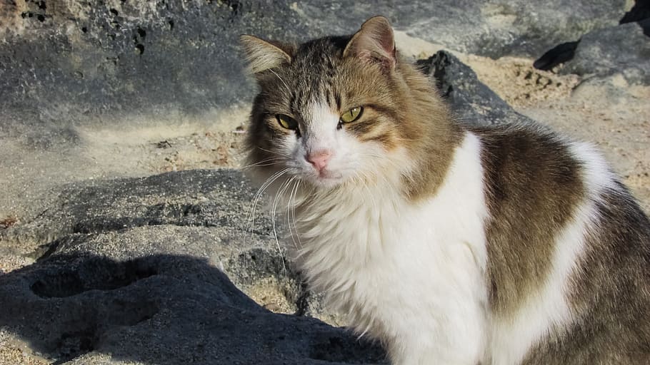 Cat, Stray, Animal, Cute, Homeless, outdoor, looking, curious HD wallpaper