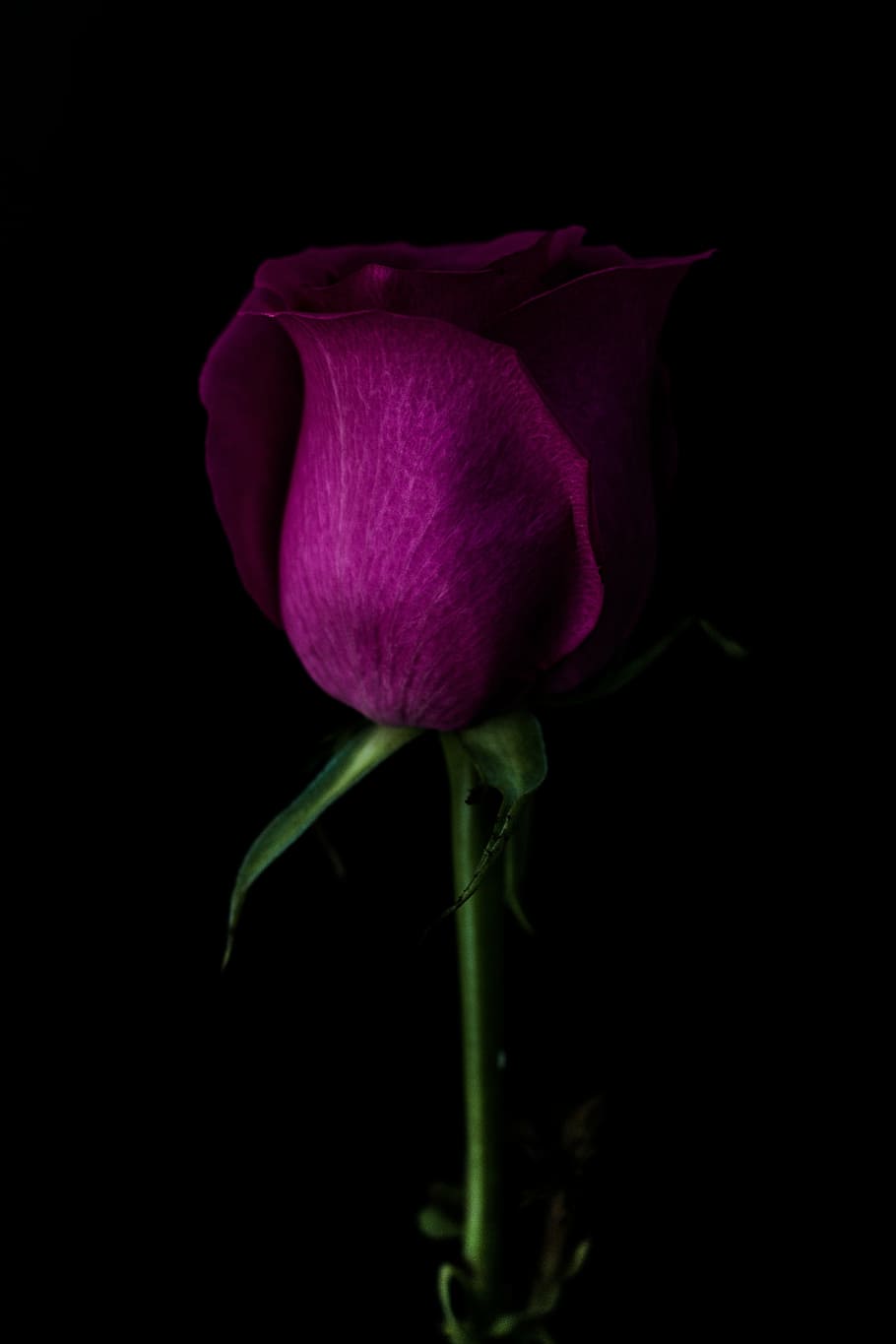 red rose photo, close, purple, petaled, dark, green, leaf, stem, HD wallpaper