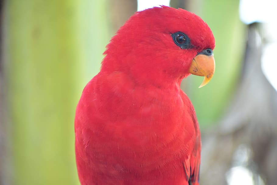 red parakeet, parrot, beak, bird, moluccas, amboina, nature HD wallpaper