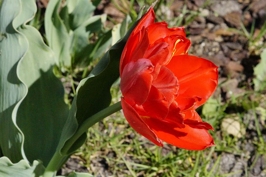tulip, red, bloom, flower, spring, nature, blossom, plant, garden HD wallpaper