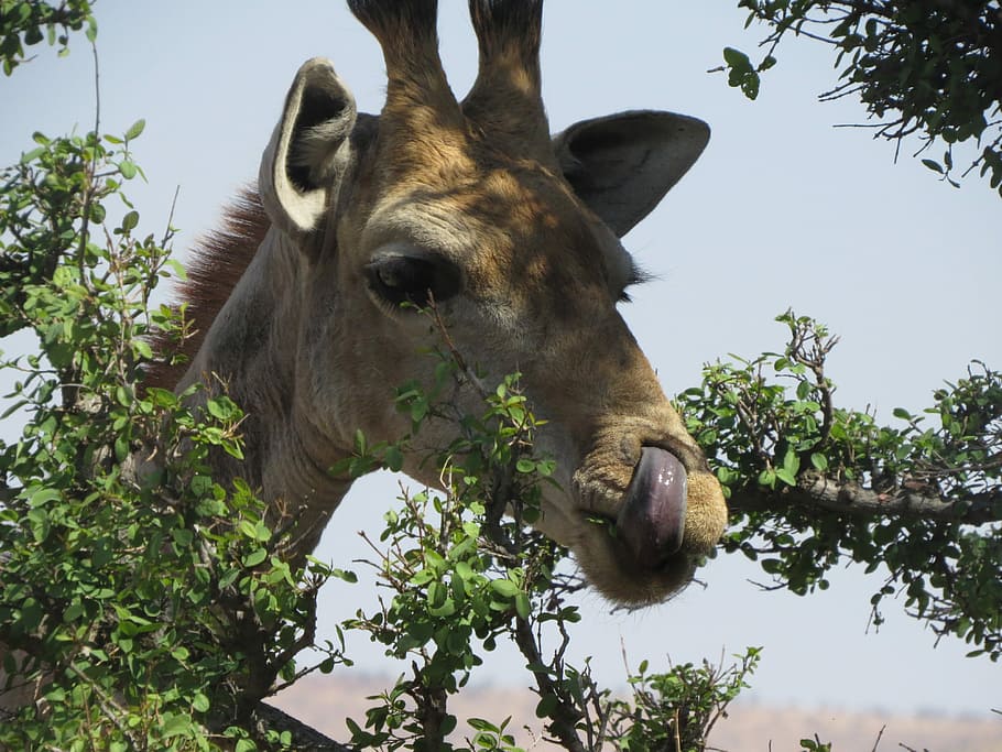 Giraffe, Africa, original, one animal, low angle view, animal wildlife HD wallpaper