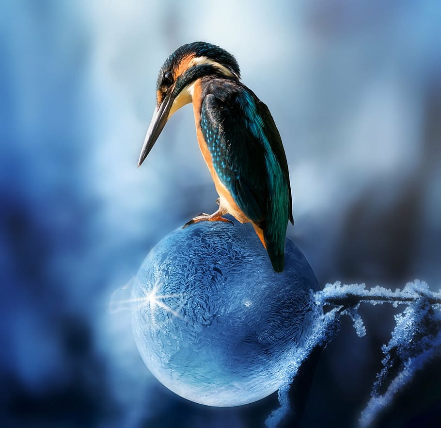 multicolored bird photography, composing, kingfisher, spring, HD wallpaper