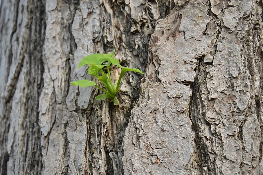 gingko, bark, new leaves, buds, tree, organic, agriculture HD wallpaper
