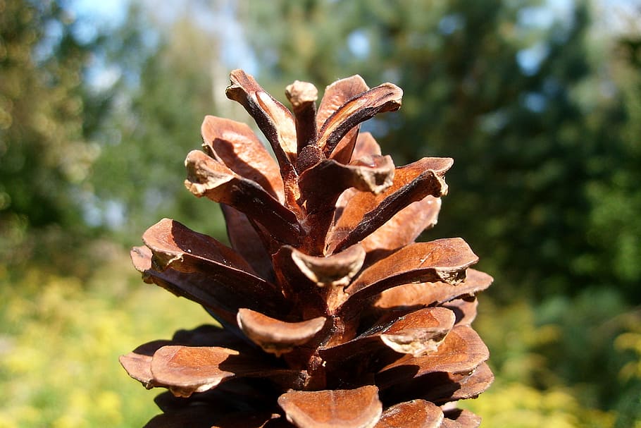 pine cone, macro, nature, plant, focus on foreground, close-up HD wallpaper