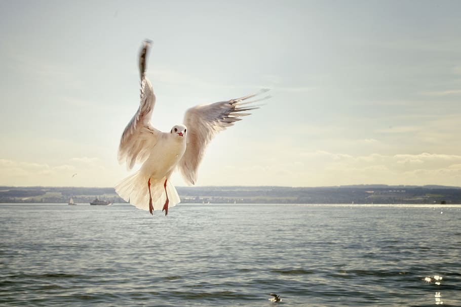 focus photography of Franklin's gull flying over sea during daytime HD wallpaper