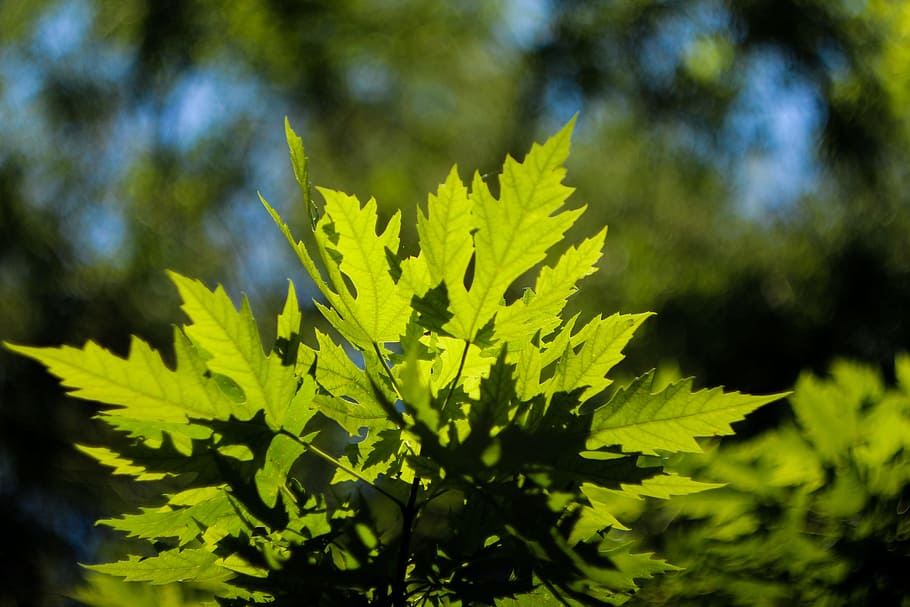 maple leaf, summer, natural, green, scenery, plant, pm, sunny, HD wallpaper