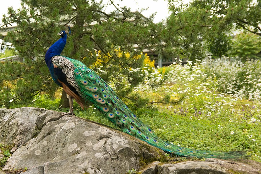 green, blue, and gray peacock on gray rock, pheasant, bird HD wallpaper