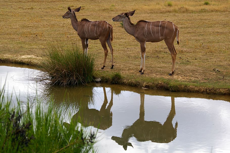 zoo, animals, tree, water, park, animal park, nature, herd HD wallpaper