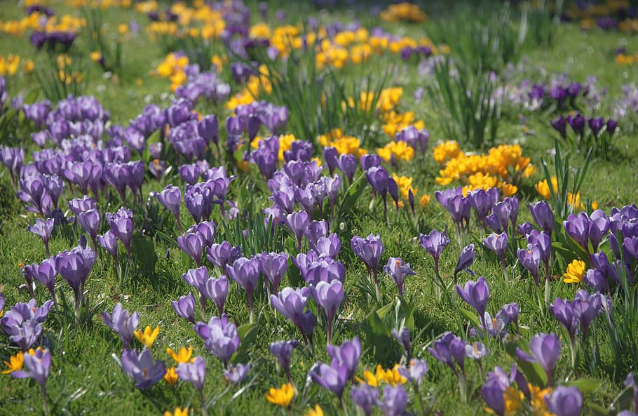 crocus, spring, blossom, bloom, flowers, meadow, summer, pollen HD wallpaper