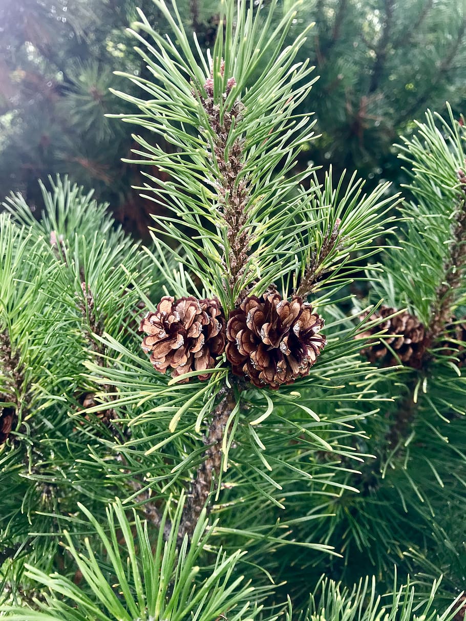trees, conifer, cones, pine, pine cones, nature, the beauty of nature HD wallpaper