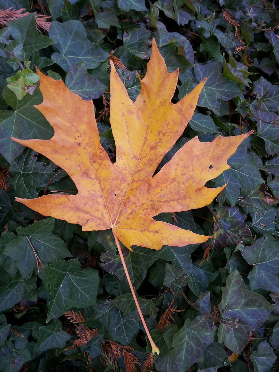 autumn, foliage, maple leaf, plant part, change, orange color HD wallpaper