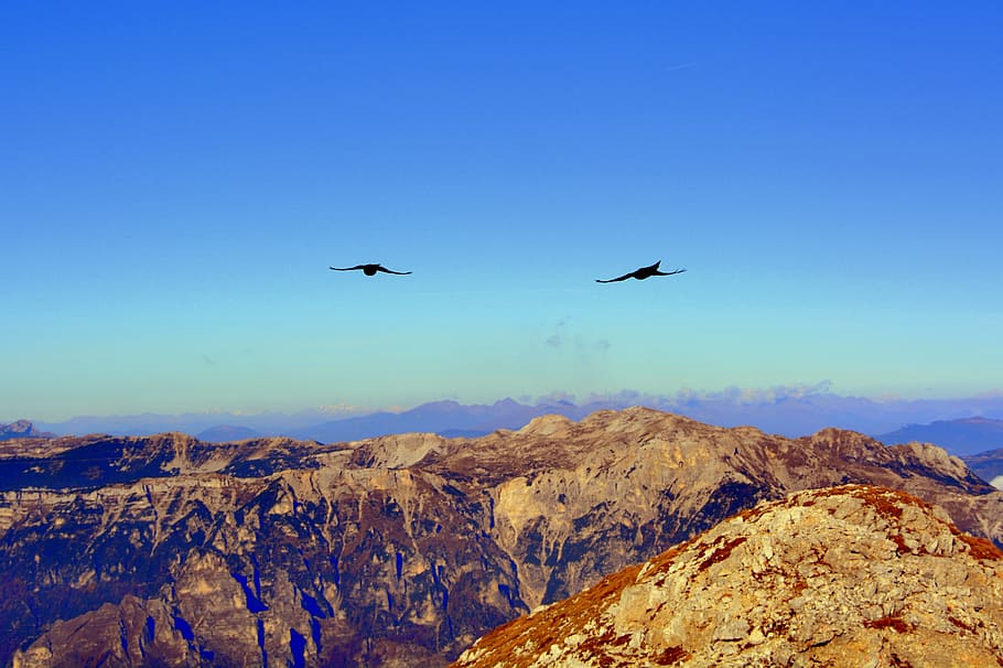 merlo, fly, bird, mountain, flying, animal wildlife, vertebrate HD wallpaper