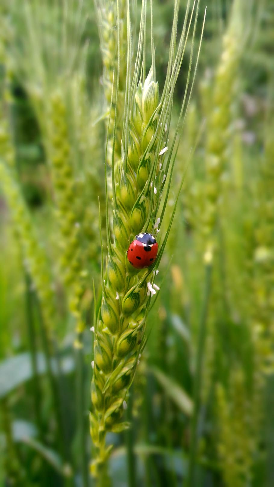 ladybug, wheat, nature, harmonia, sectepuntata, lucky charm, HD wallpaper