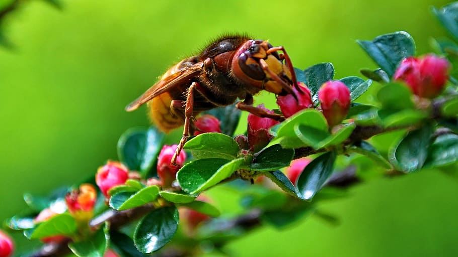 HD wallpaper: insect, european hornet, nectar, animal themes, animal  wildlife | Wallpaper Flare