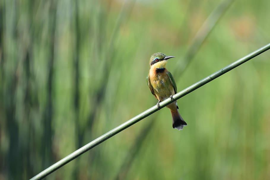 yellow belly long beaked bird on black bamboo stick, brown bird on green stem HD wallpaper