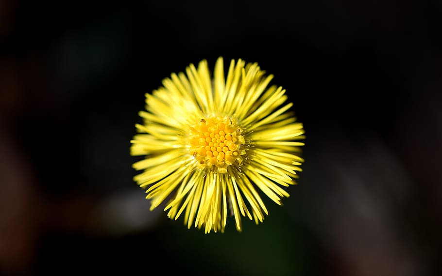 Tussilago Farfara, Flower, Plant, forest flower, early bloomer, HD wallpaper