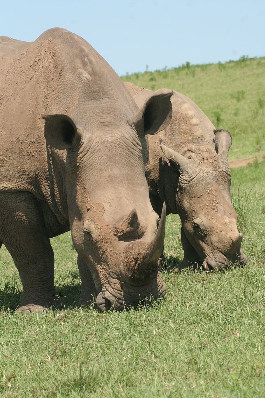 rhino, black rhino, wildlife, rhinoceros, horn, dangerous, nature, HD wallpaper