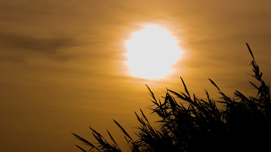 sunset, haze, sky, clouds, reeds, sunlight, autumn, fall, nature HD wallpaper