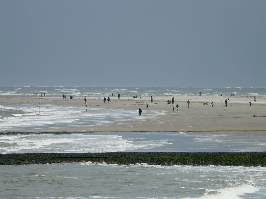 beach, sea, wind, wave, north sea, human, baltrum, island, bird HD wallpaper