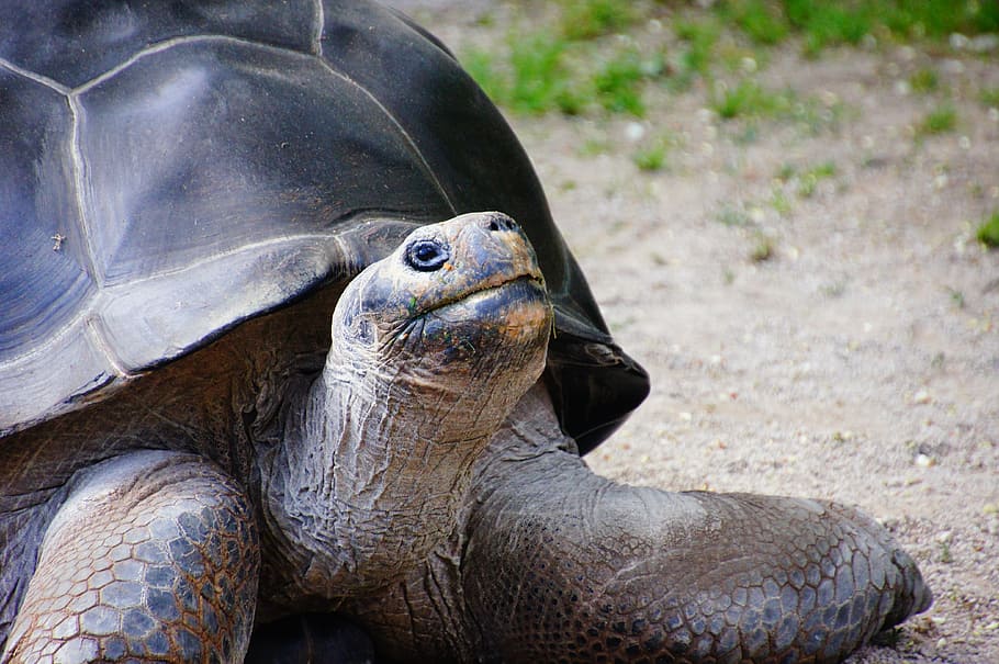 close-up photo of black and brown turtle, giant tortoise, panzer HD wallpaper