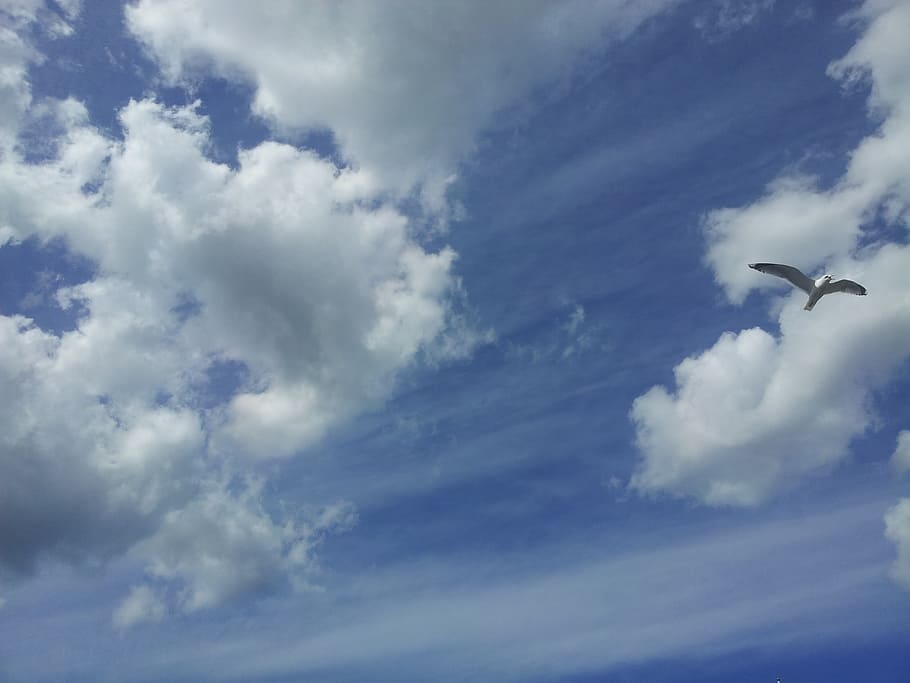 himmel, cloud, bird, sky, cloud - sky, animal themes, animal wildlife HD wallpaper