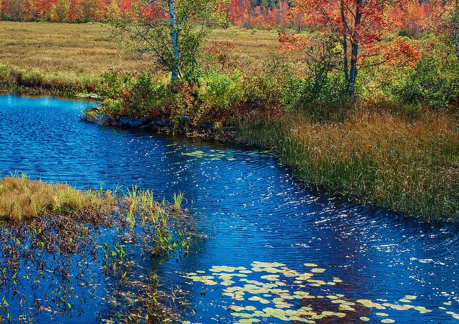 Maine, Fall, River, water, nature, reflection, blue, marsh HD wallpaper