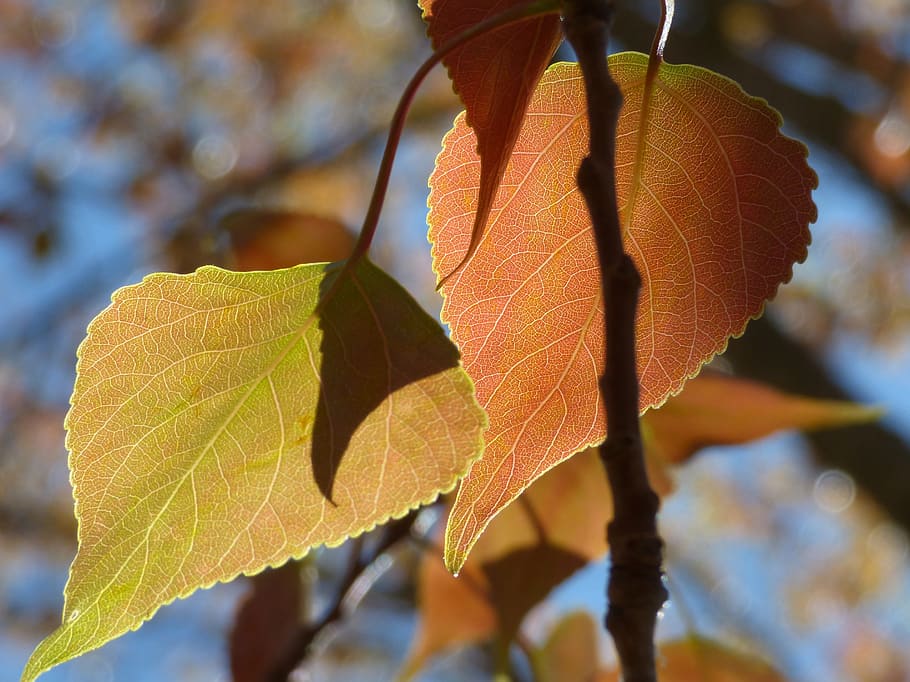 Poplar, Leaf, Outbreak, Sheet, Tender, sheet tender, translucent HD wallpaper