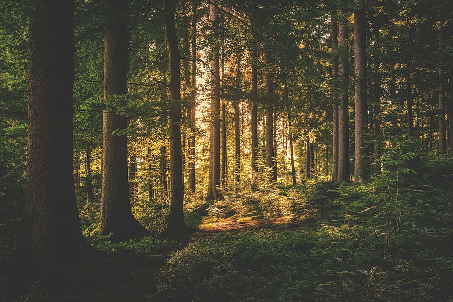 green trees with green grasses, conifer, sunrise, daylight HD wallpaper