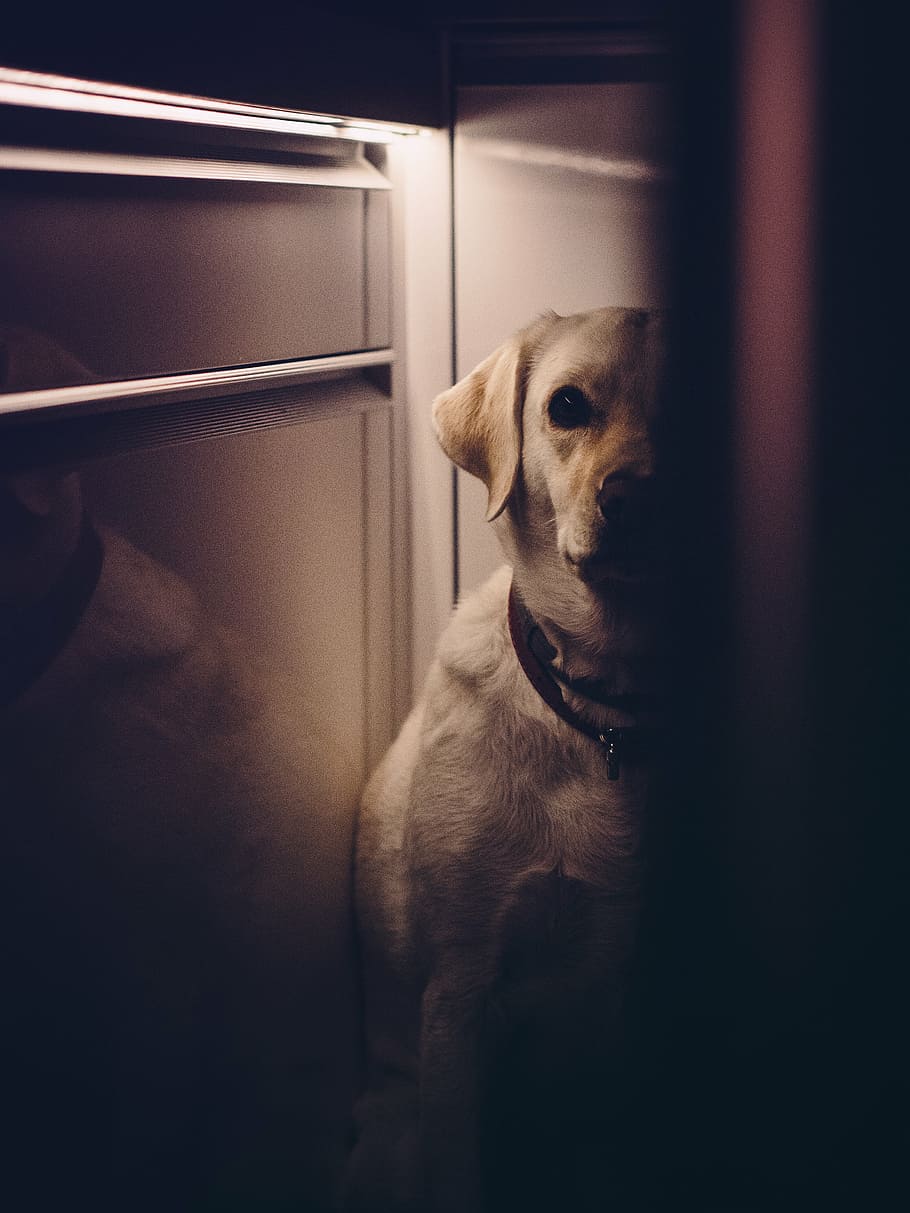 untitled, yellow, labrador, retriever, siting, beside, refrigerator HD wallpaper