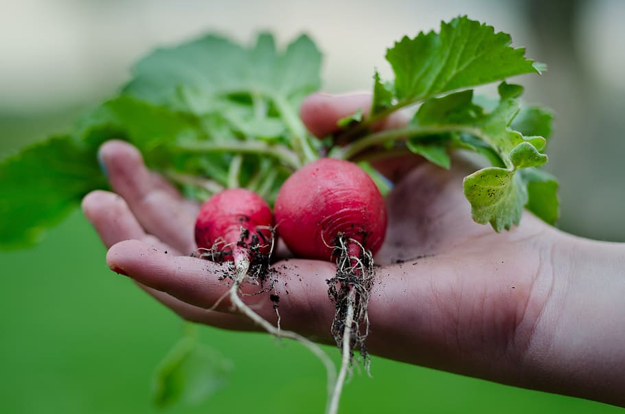 person holding red radishes, hand, green, kitchen, leafs, vegetarian HD wallpaper