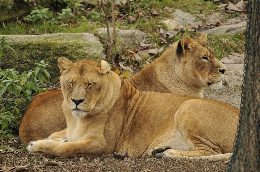 zoo, hellabrunn, munich, lion - feline, group of animals, animal wildlife HD wallpaper