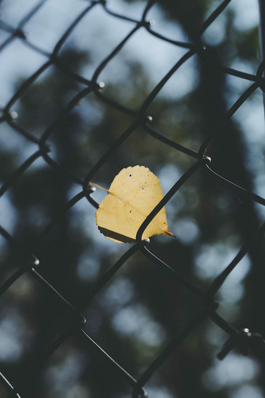 brown leaf inserted in fence, brown leaf on gray steel fence at daytime HD wallpaper